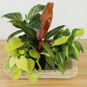 Philodendron Houseplants | 4 Easy Care Plants | 4.25in Pots; Indirect Sun | Element by Altman Plants