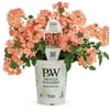 Proven Winners - 1.5 Pint Orange Verbena 'Peachy Keen' Superbena Annual Flowers - Live Plants
