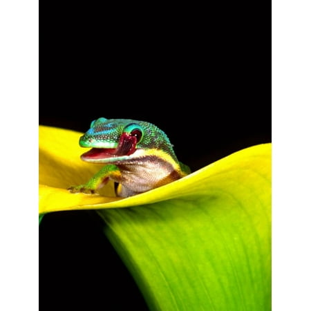 - Lined Day Gecko, Native to Madagascar Print Wall Art By David Northcott