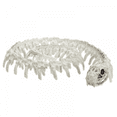 thumbnail image 3 of Halloween Decorations Animal Skeleton & Skull Realistic Bones Scary Party Props-Crow, 3 of 6