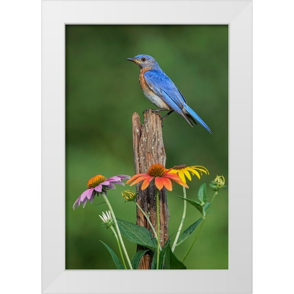 Jones, Adam 11x14 White Modern Wood Framed Museum Art Print Titled - Male Eastern bluebird on old fence post with cone flowers