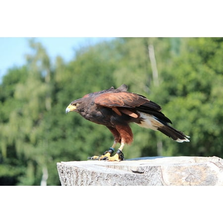 Canvas Print Raptor Buzzard Birds Eye View Harris Hawk Stretched Canvas 10 X 14
