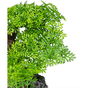 Komodo Bonsai Tree, Artificial Green Aquarium Decor Plant