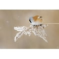 thumbnail image 2 of Kazlauskas, Jonas 18x13 White Modern Wood Framed Museum Art Print Titled - Bearded tit, 2 of 4