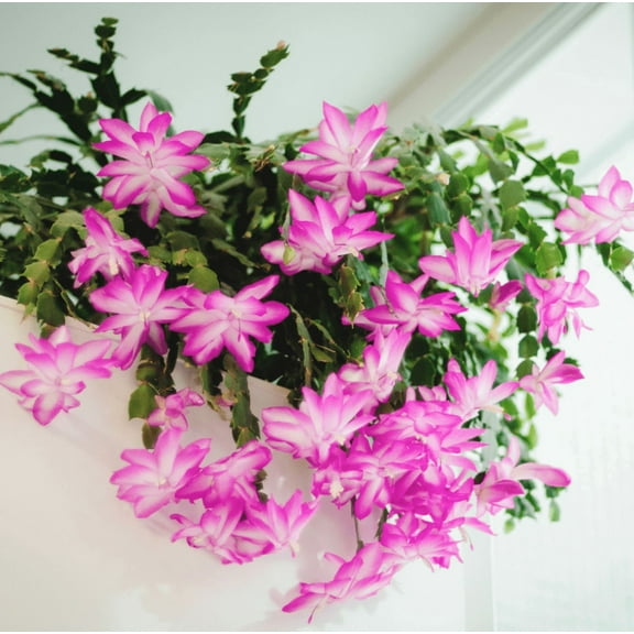 Set 2 Pots Pink Christmas Cactus Live Plant for Planting, Holiday Cactus Flowers Crab Cactus Plant in 3 Inch Pot