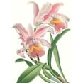 thumbnail image 2 of Vision Studio  19x24 White Modern Wood Framed Museum Art Print Titled - Floral Beauty IX, 2 of 4