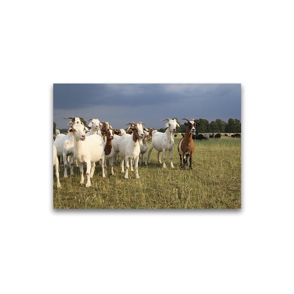 Herd Of Goats On Grass Field Poster -Image by Shutterstock