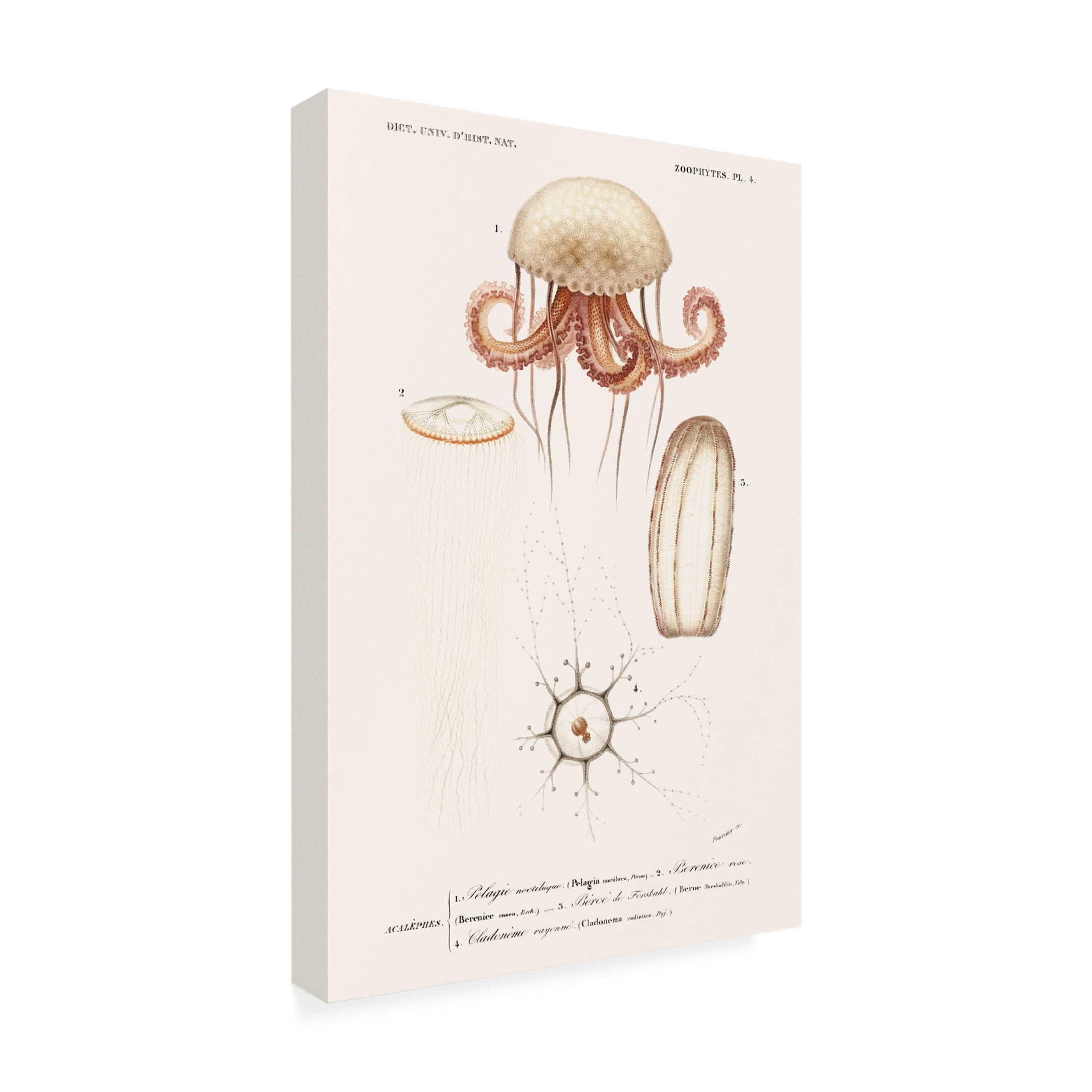 Trademark Fine Art M. Charles D'Orbigny  D'Orbigny Sealife VI Canvas Wall Art
