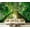 Color2, variant on Peel and Stick Wallpaper Long empty treelined lane forest sunlight green leafs Modern Art Wall Mural Decor Self Adhesive and Removable 69in x 98in