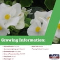 thumbnail image 3 of Harris Seeds - Begonia Ambassador White F1 - Flower Planting - Pelleted 250 Seeds, 3 of 7