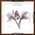 thumbnail image 5 of Art.com Orchid Lavender Premium Giclee Print by Albert Koetsier, Brown Frame Wall Art, 21" x 21", 5 of 5