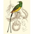 thumbnail image 2 of Jardine, Sir William 15x18 Gold Ornate Wood Framed with Double Matting Museum Art Print Titled - Jardine Hummingbird I, 2 of 4