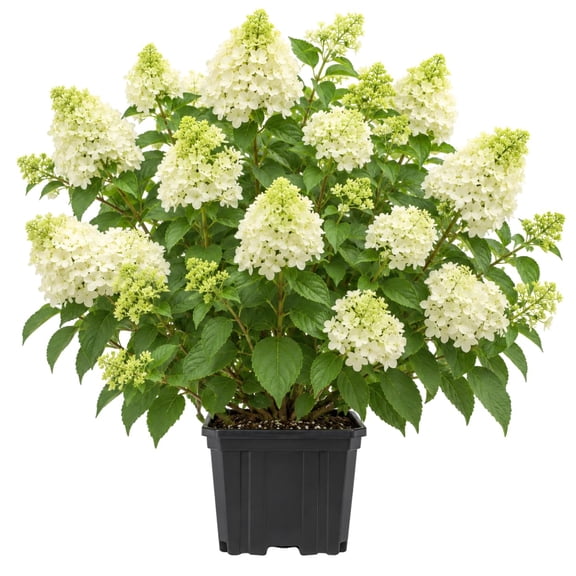 Limelight Hydrangea Starter Plants - Set of 2, 6-10 In Tall, Prefers Partial Shade
