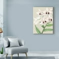 thumbnail image 3 of Trademark Fine Art 'Small Orchid Blooms II' Canvas Art by Vision Studio, 3 of 4