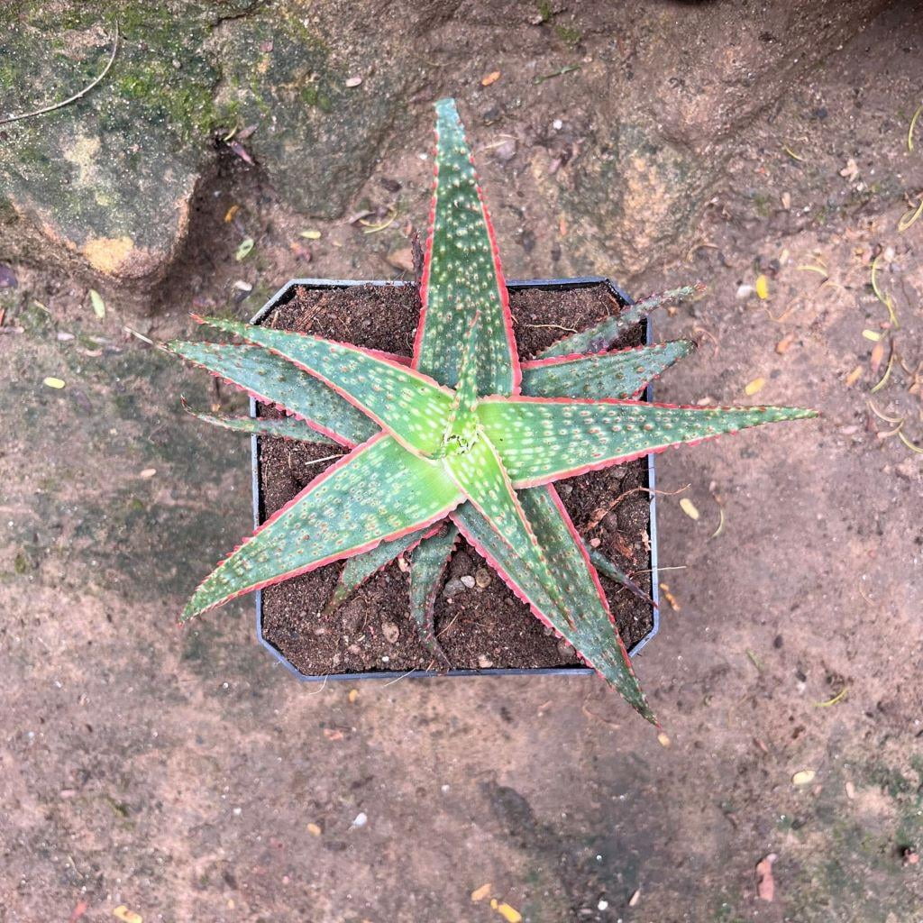 RedCrocus Aloe 'Christmas Carol' Succulent Variegated Green & Cream Leaves Drought-Tolerant Indoor & Outdoor Plant 6" Pot