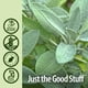thumbnail image 5 of Suplemento Nature's Answer Sage Leaf de 30 ml con alcohol orgánico, 5 of 7