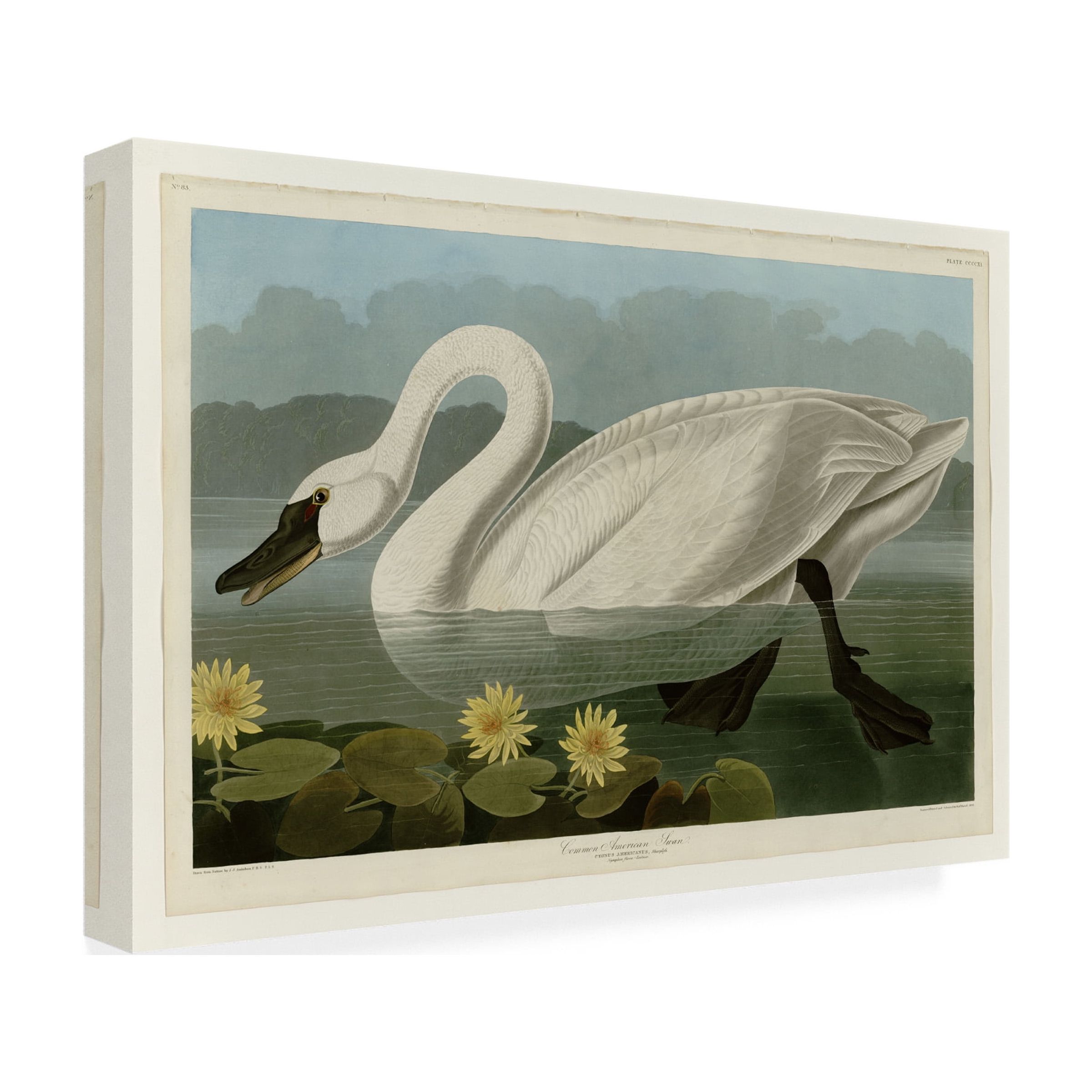 John James Audubon 'Common American Swan' Canvas Art