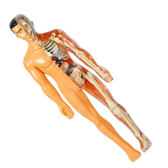 Hytrove Multi-Piece Realistic Anatomy Doll Set for Medical and Educational Study, Plastic Model, 1 Complete Set