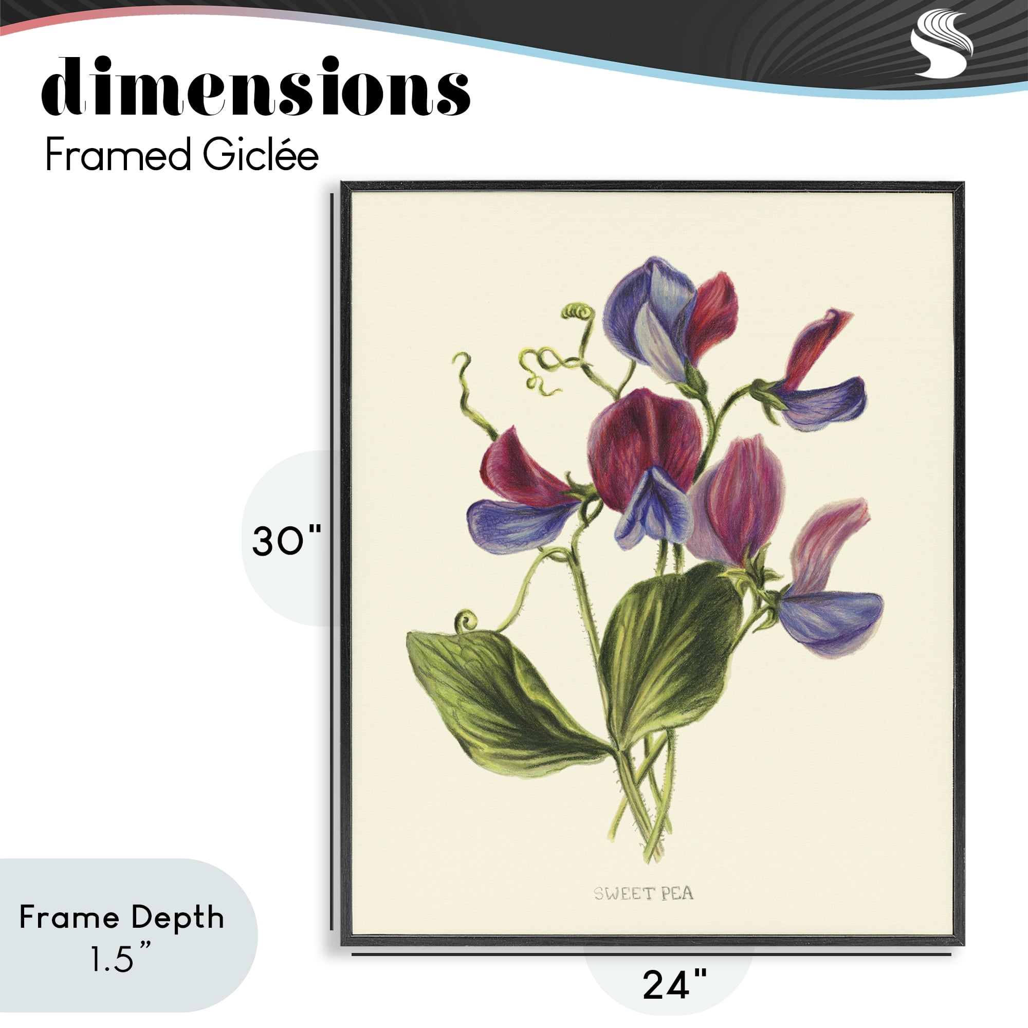 Stupell Industries Vintage Sweet Pea Blossoms Black Framed Giclee Art, design by Connie Resch