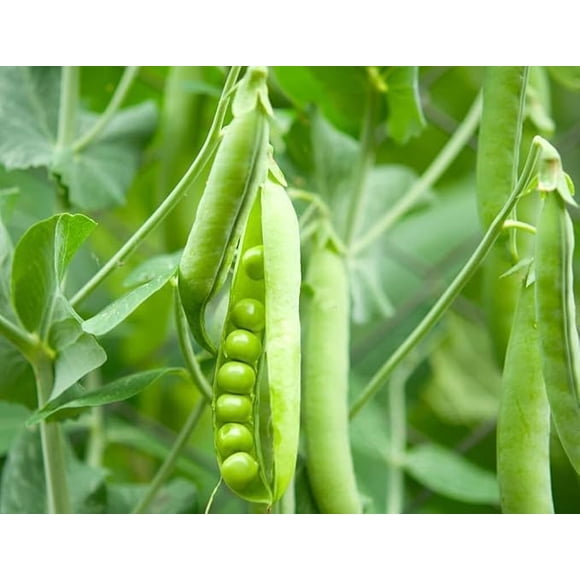 GSDWIUEW High-Yield Green Pea Seeds, 10 Count, , Heirloom, Easy Grow for Home Gardens