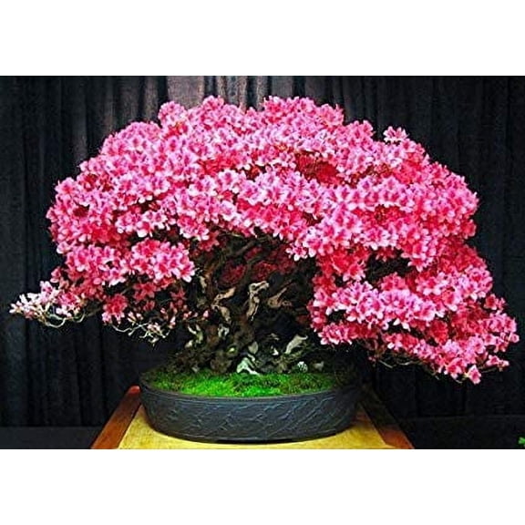Bonsai Judas Tree Seeds | 10 Seeds | Flowering Tree Prized for Bonsai