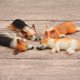 thumbnail image 5 of Lindo estilo Serie Sleepless Súper lindo Pequeño Corgi Modelo Chai Perro Hecho a mano DIY Refrigerador Pegatina Muñeca Pegatina magnética, 5 of 5