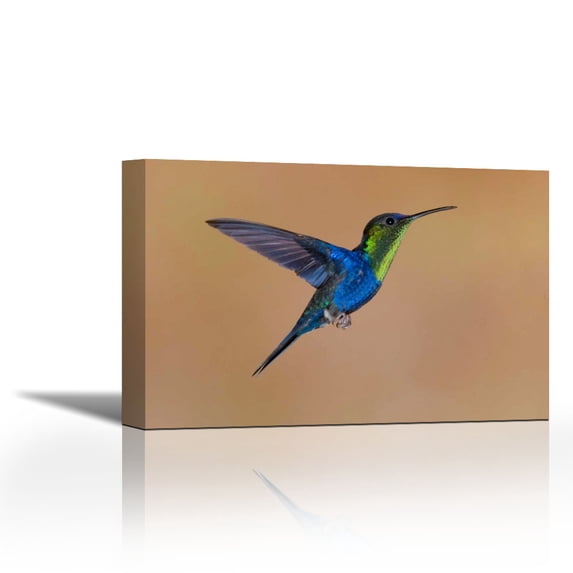 Violet-crowned Woodnymph hummingbird male flying, Costa Rica - Contemporary Fine Art Giclee on Canvas Gallery Wrap - wall décor - Art painting - 36 x 24 Inch - Ready to Hang
