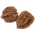 thumbnail image 1 of MasteelfCA 2pcs Walnut Massage Balls Handball Training Wild Walnut Health Ball Playthings, 1 of 8