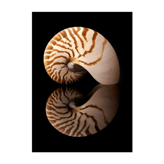 Tiger Nautilus shell and reflection - Photography Nautical Marine Life Coastal Pattern Abstract Minimalist Aquatic Unframed Wall Art Print 4 x 6 inches