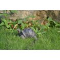 thumbnail image 2 of Estatua de tortuga pequeña de poliresina de Figuine Hi-Line Gift Ltd, 2 of 2