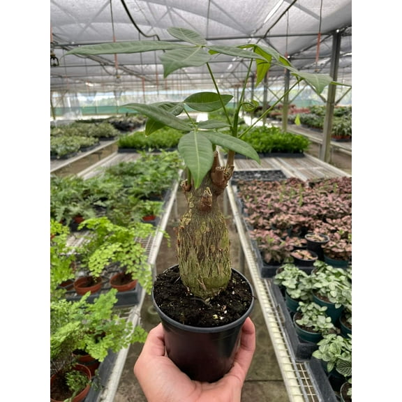 Money Tree 'Guiana Chestnut' Pachira Stump, 4" Pot, Indoor Houseplant, Easy Care, Live Plant for Indoor & Outdoor