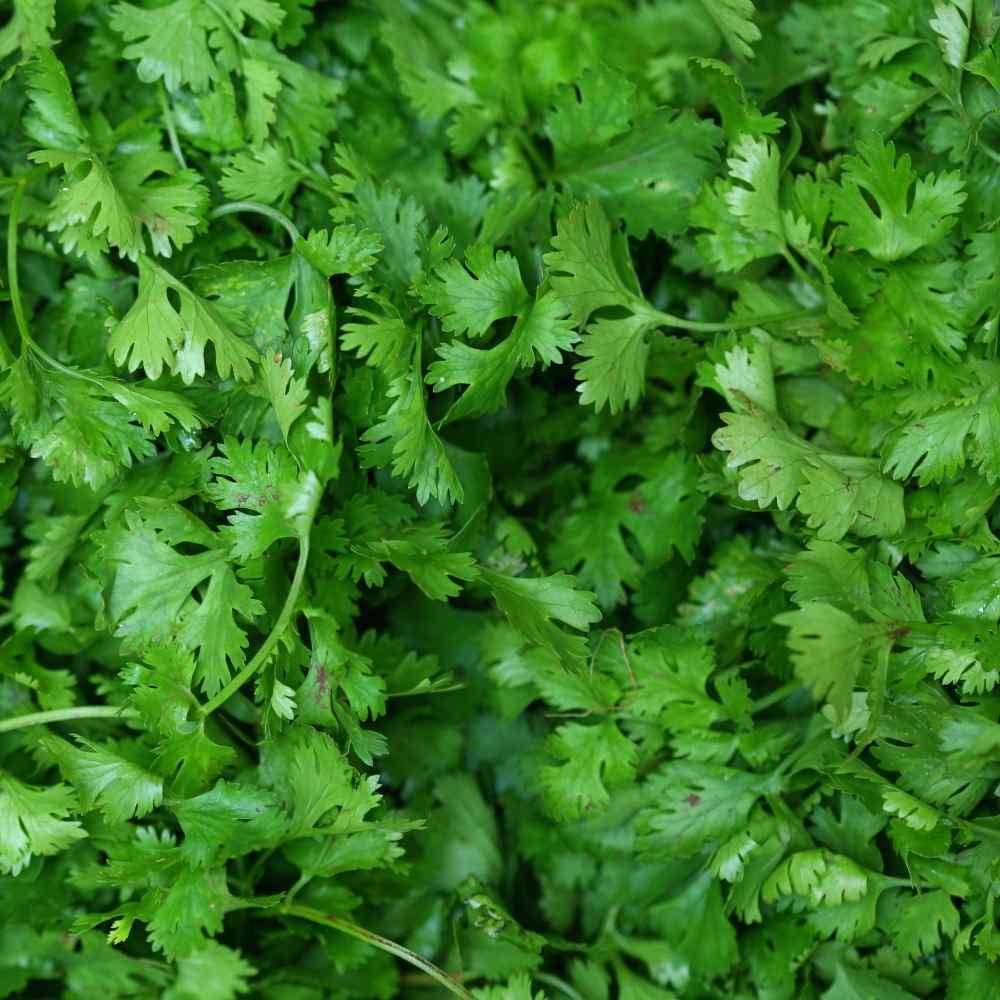 Cilantro Seeds - Coriandrum Sativum Santo Herb Seed - 1 LB
