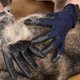 thumbnail image 3 of 1 par de guantes de aseo para gatos, removedor de pelo de mascotas de goma suave, cepillo de masaje de baño para perros, caballos y gatos, peine limpio para animales, 11 Feliz Sencillez, 3 of 4
