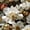 Color 2, variant on Boho Peel and Stick Wallpaper Delicate Watercolor Flower Earthy Tones Intricate Leaves Wall Mural 23.6in x 9.8ft Self Adhesive Flower Contact Paper Botanical Decor for Bathroom Vinyl