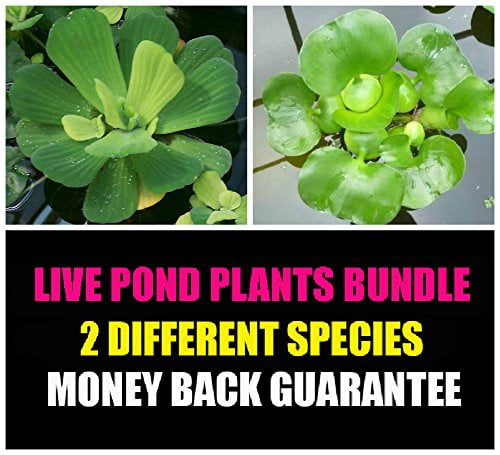 2 Floating Live Pond Plants - Watter Lettuce and Water Hyacinth