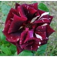 thumbnail image 4 of 30+ Seeds| Red Blend Memphis Music Shrub Rose - Authentic Seeds - Perennial~GMO Free~~Flower seeds ~ Asian Garden~ Herbs B5G1#1065, 4 of 5