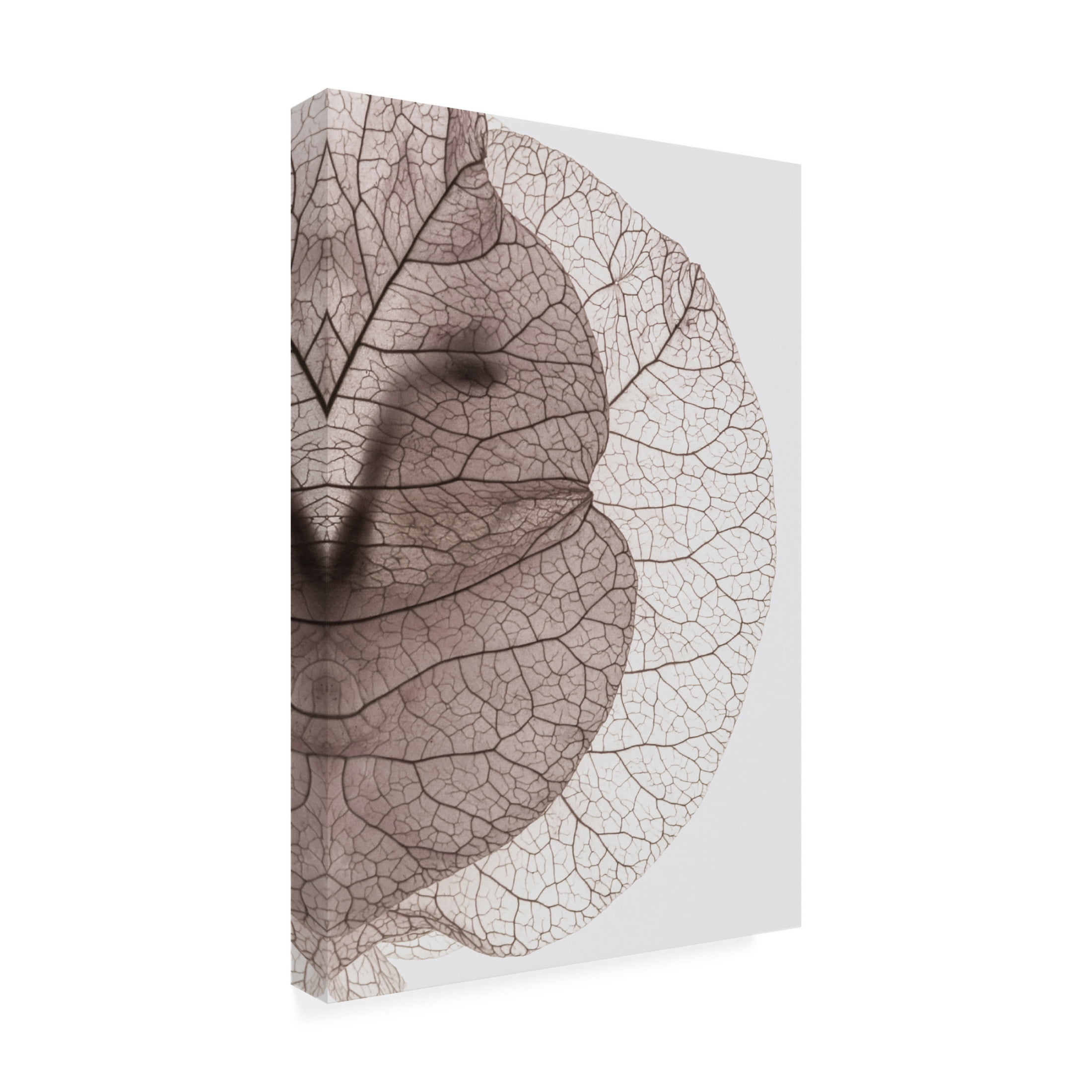Trademark Fine Art Shot by Clint Bougainvillea Island Canvas Wall Art