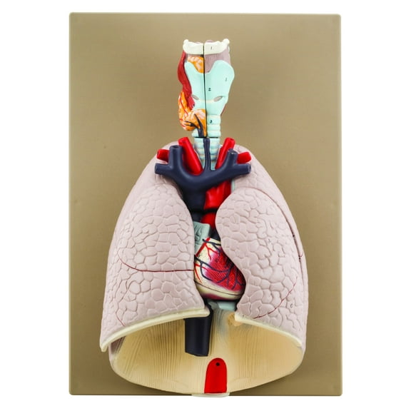 Advanced Heart & Lungs Model - Life Size - 7 Removable Parts - Hand Painted - Designed by Medical Professionals - Eisco Labs