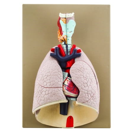 Advanced Heart & Lungs Model - Life Size - 7 Removable Parts - Hand Painted - Designed by Medical Professionals - Eisco Labs price history on PriceWatchPro