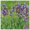 thumbnail image 4 of Everwilde Farms - 100 Organic Broadleaf Sage Herb Seeds - Gold Vault Jumbo Bulk Seed Packet, 4 of 5