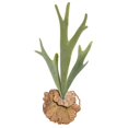thumbnail image 1 of 16.5 in. Staghorn Fern - Pick, 1 of 1