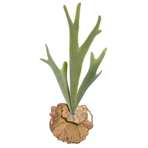 16.5 in. Staghorn Fern - Pick