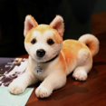 thumbnail image 1 of Jouet en Peluche Chien Akita Réaliste 25/30cm Shiba Inu Chiot Zekai, 1 of 5