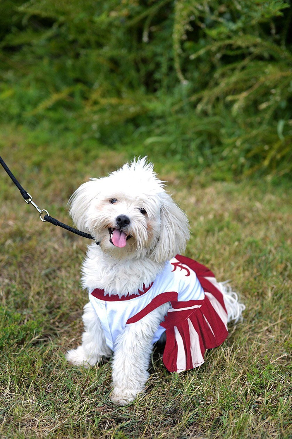 columbus blue jackets dog jersey