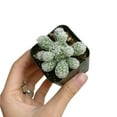 thumbnail image 2 of Thimble Cactus Mammillaria (2"+ Plastic Pot) - Tiny, Lovely, Easy to Care Cactus for Beginners - Live Healthy Unique Cactus -, 2 of 7