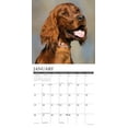 thumbnail image 3 of Irish Setters 2025 Wall Calendar, 3 of 5