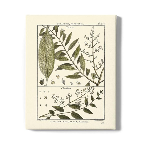 Fern Classification Iii Wrapped Canvas -Denis Diderot Designs,