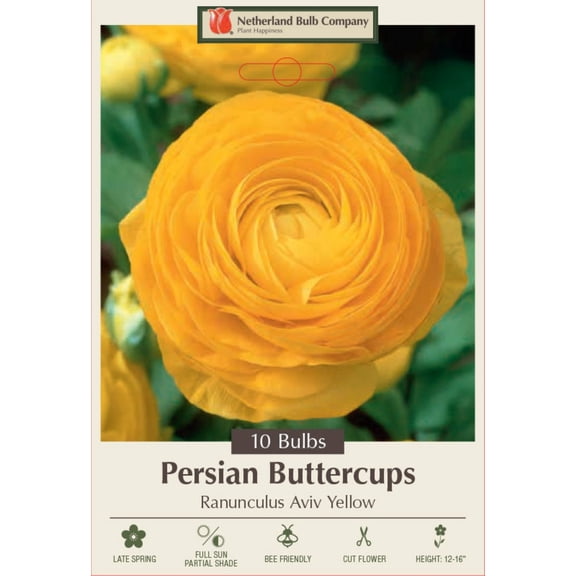 Yellow Persian Buttercup 10 Bulbs 6/7cm - Ranunculus - Hardy