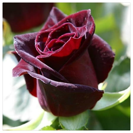

Rose Living Plant for Home and Garden and Yards Planting Easy to Grow and Plant Rose Bulbs For Planting Outdoors