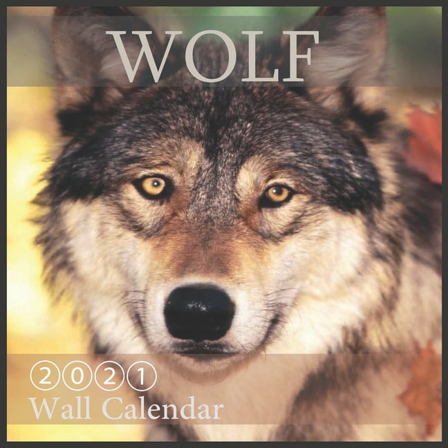 wolf-2021-wall-calendar-animal-calendars-8-5x8-5-inch-16-month